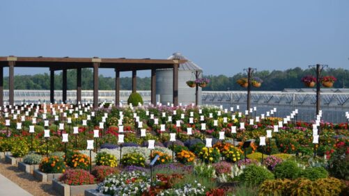 Ideal Weather Led to Strong Performers at Young’s Plant Farm 2023 Trials