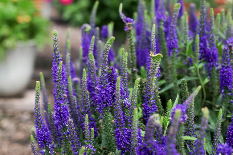 Veronica ‘Vernique Blue’ (Monrovia)