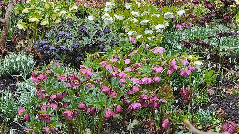 Winter Jewels Hellebores
