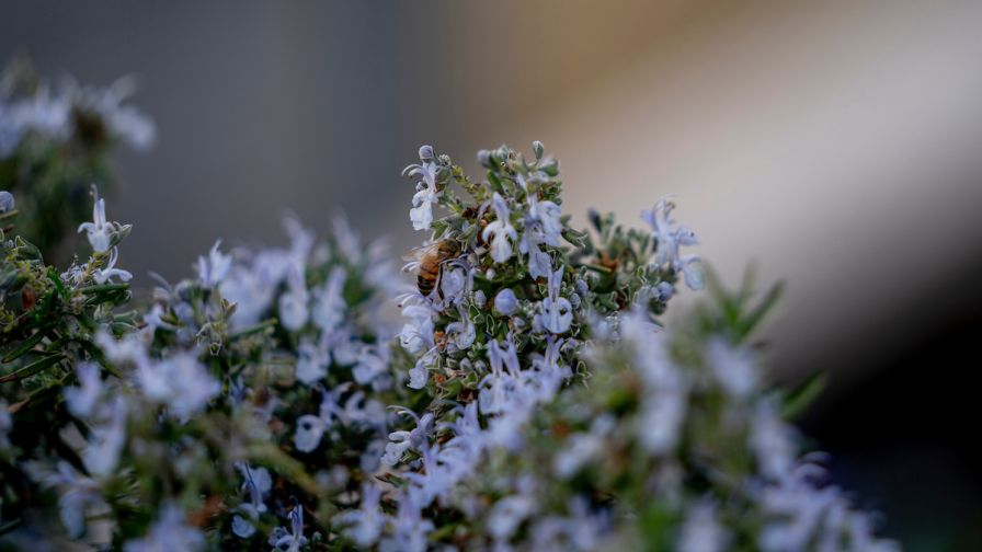 Winter Pollinator Flowering Plants Texas A & M