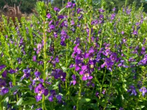 Angelonia ‘Aria Alta Purple’ (Dümmen Orange)