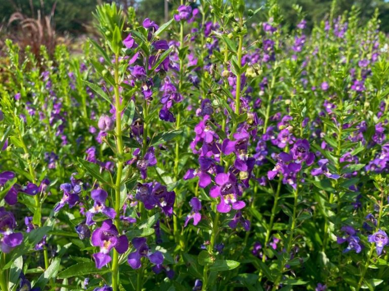 Angelonia ‘Aria Alta Purple’ (Dümmen Orange)