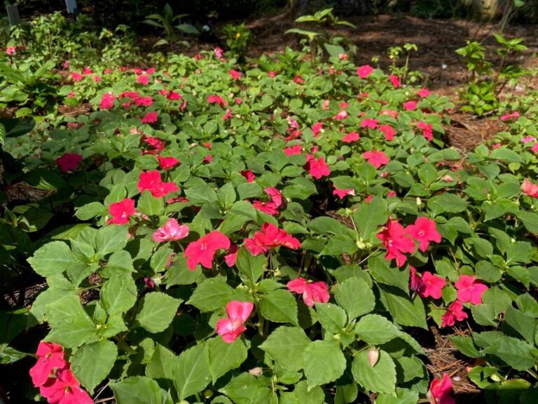 Impatiens ‘Beacon Lipstick’ (PanAmerican Seed)