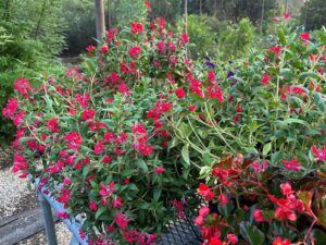 Cuphea ‘Sweet Talk Red’ (PanAmerican Seed)