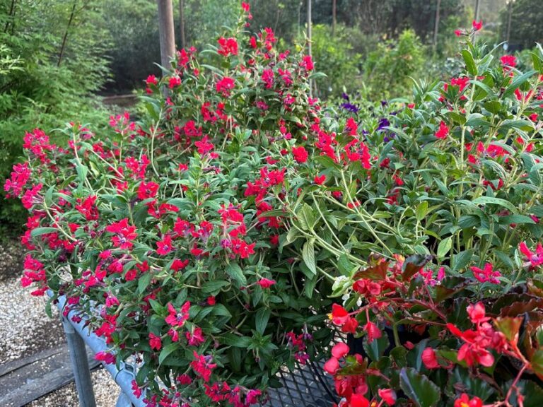 Cuphea ‘Sweet Talk Red’ (PanAmerican Seed)