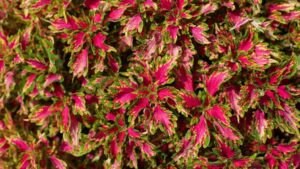 New Trial Developments at Mast Young Plants for 2023