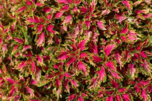 Coleus ‘DownTown Vegas Neon’ (Dümmen Orange)