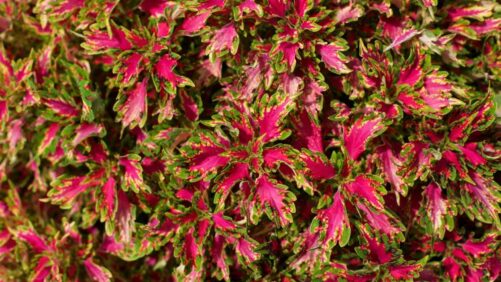 New Trial Developments at Mast Young Plants for 2023