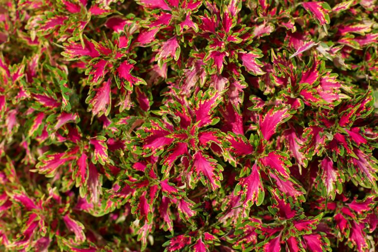 Coleus ‘DownTown Vegas Neon’ (Dümmen Orange)