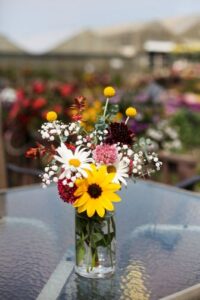 Mast Young Plants 2023 Cut Flowers
