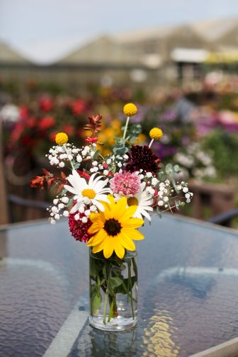 Mast Young Plants 2023 Cut Flowers