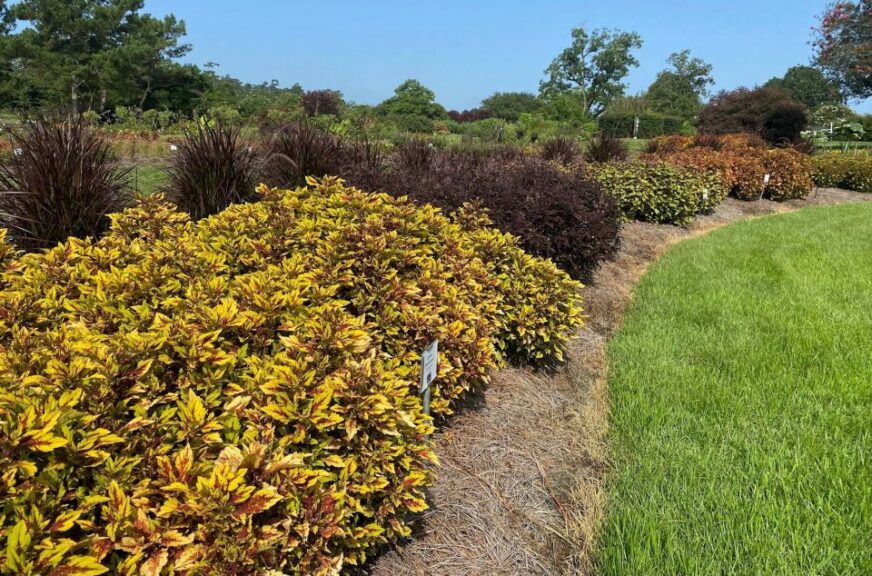 Coleus Down Town Series (Dümmen Orange)