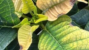 Learning Opportunity: An Update on Botrytis Research and Crop Protection