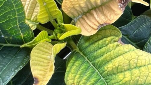 Learning Opportunity: An Update on Botrytis Research and Crop Protection