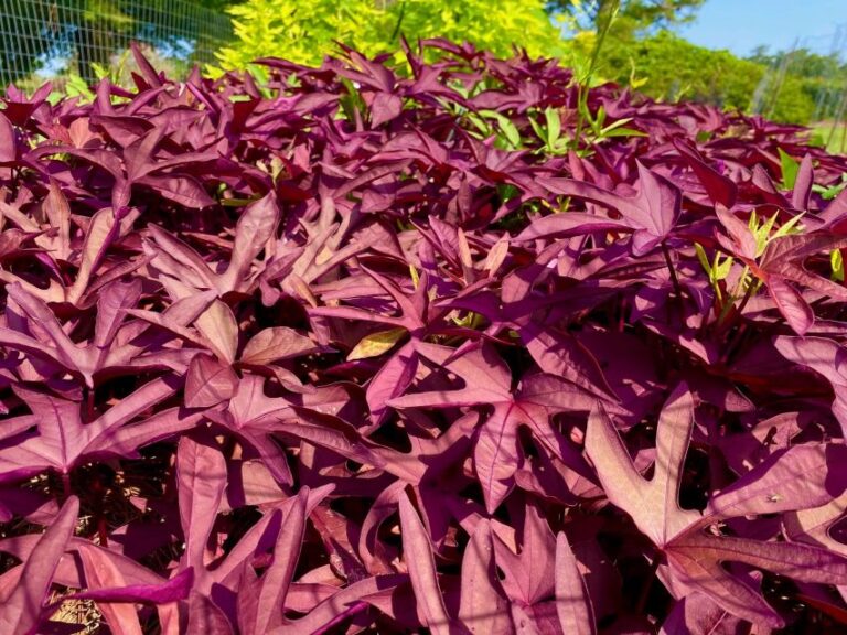 Ornamental Sweet Potato ‘Sweet Caroline Red Hawk’ (Proven Winners)