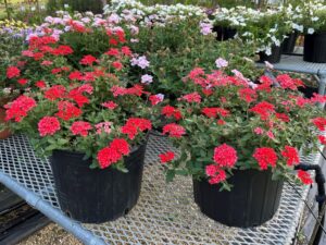 Verbena ‘Lascar Orange Lava’ (Selecta One)