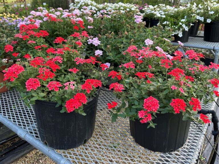 Verbena ‘Lascar Orange Lava’ (Selecta One)