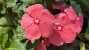 Harsh Weather Yields Some Positives at Dallas Arboretum Plant Trials