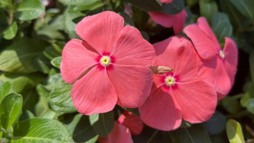Harsh Weather Yields Some Positives at Dallas Arboretum Plant Trials