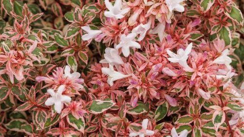 Monrovia’s Top 12 Distinctive Plants for the Season