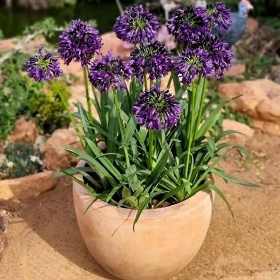 Perennial: Agapanthus ‘Blackjack’ 