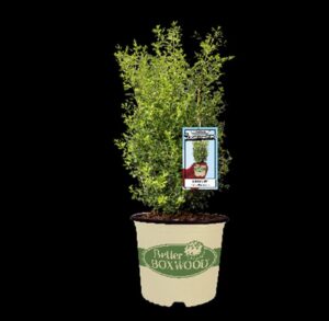 Shrub: Better Boxwood Skylight