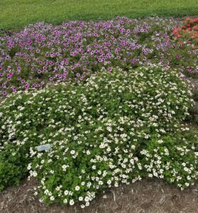Bidens ‘Campfire Marshmallow’ (Proven Winners)
