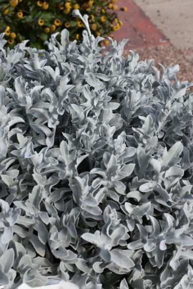 Best Novelty: Centaurea ‘FanciFillers Chrome Fountain’ (Westhoff)