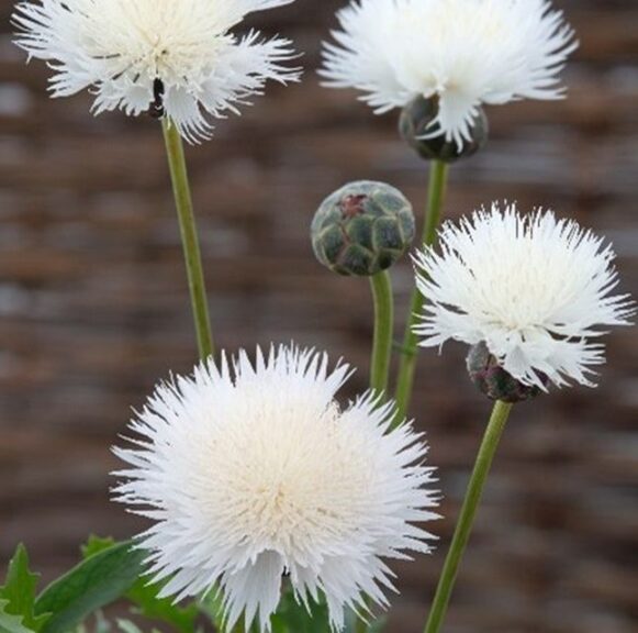 Annual: Centaurea ‘The Bride’