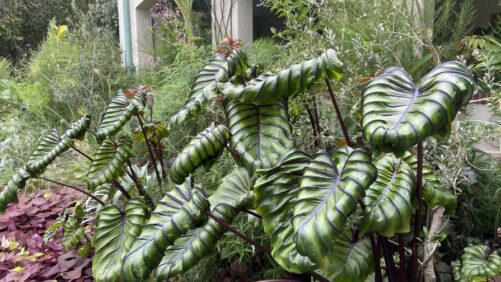 10 Gardening Trends for 2024 From the Pennsylvania Horticultural Society