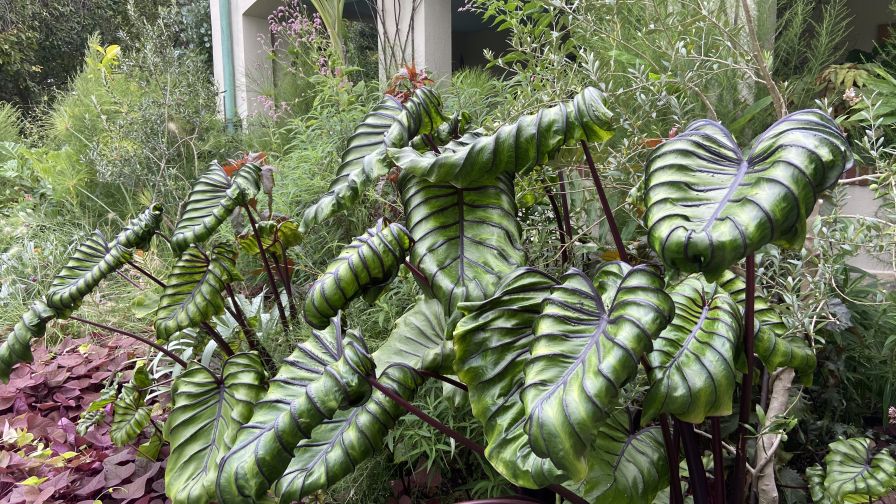 Colocasia esculenta Pharoahs Mask PA Hort Society Web