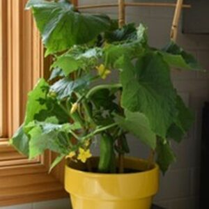 Edible: Cucumber ‘Quick Snack’ (Dual winner in People’s Choice and Professional’s Choice)