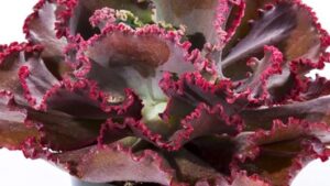Meet National Garden Bureau’s 2024 Green Thumb Winners