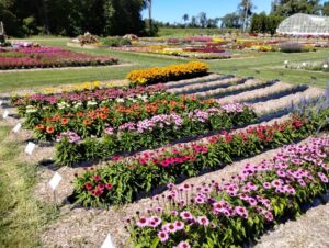 Echinacea SunMagic Series (Bull Plant Genetics)