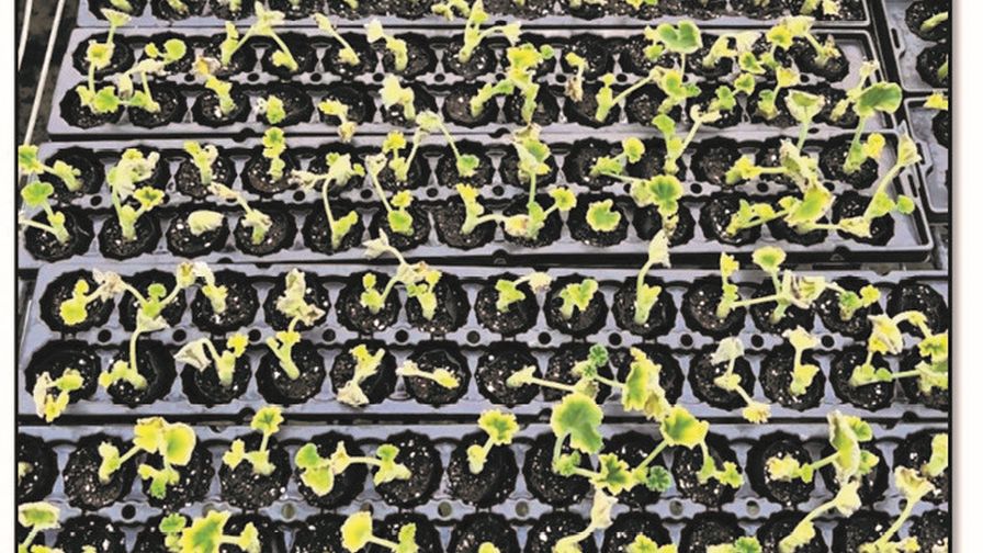 Griffin Ethylene Damage in Geranium Unrooted Cuttings