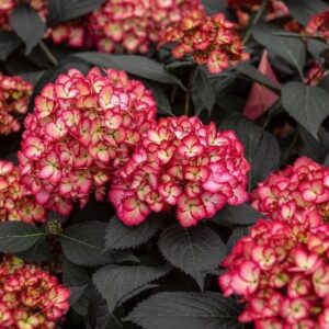 Shrub: Hydrangea ‘First Editions Eclipse’