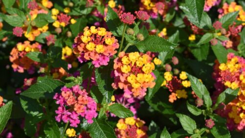 Favorites Emerge From University of Georgia 2023 Plant Trials