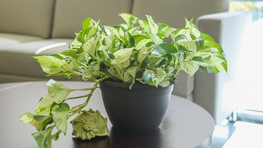 Manjula Pothos Costa Farms