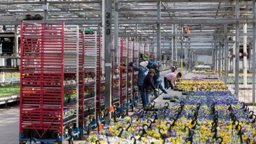 Metrolina Greenhouse Receives Industry-First GlobalG.A.P. Certification