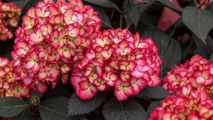National Garden Bureau’s 2024 “New Varieties” Now Available