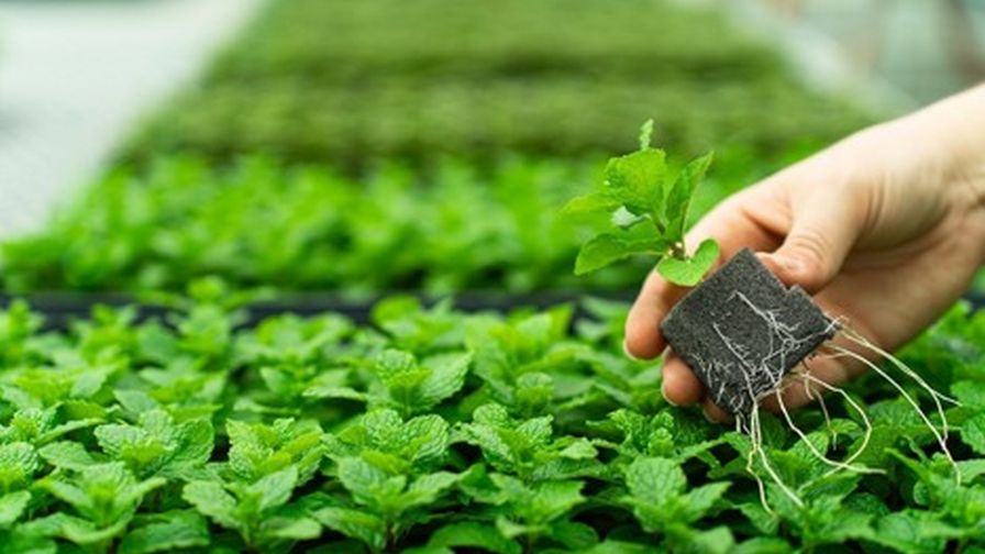 Oasis RhizoPlug Sheet Propagation Media