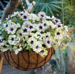 Annual: Petunia ‘Amazonas Plum Cockatoo’