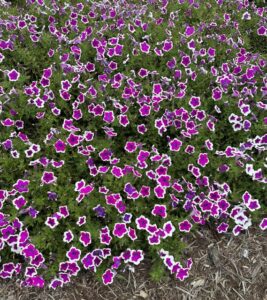 Petunia ‘Supertunia Hoopla Vivid Orchid’ (Proven Winners)