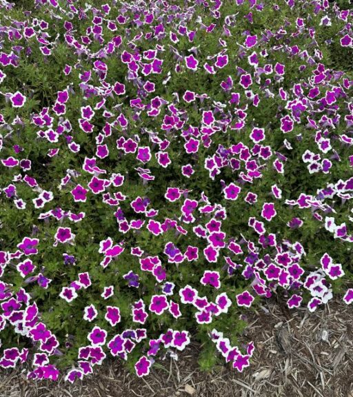 Petunia ‘Supertunia Hoopla Vivid Orchid’ (Proven Winners)