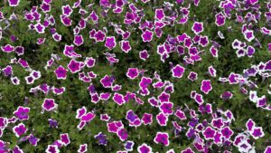 Highlights From the University of Tennessee’s Summer Plant Trials