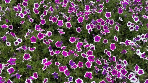 Highlights From the University of Tennessee’s Summer Plant Trials