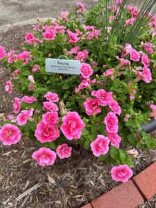 Petunia ‘SweetSunshine Pink+Red Vein’ (Selecta One)