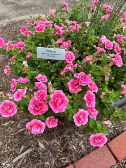 Petunia ‘SweetSunshine Pink+Red Vein’ (Selecta One)