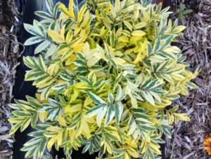 Polemonium ‘Golden Feathers’ (Darwin Perennials)