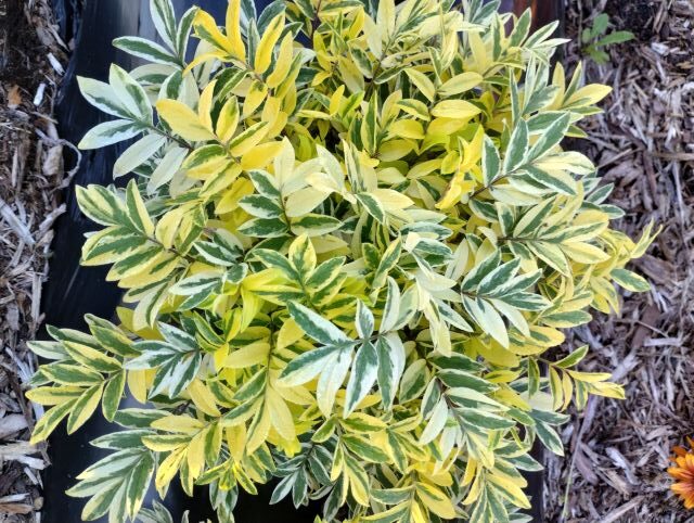 Polemonium ‘Golden Feathers’ (Darwin Perennials)
